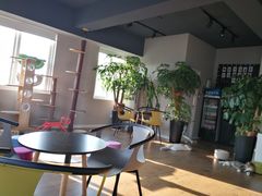 -东方名猫馆·英短金渐层布偶猫舍(环线广场1号楼店)