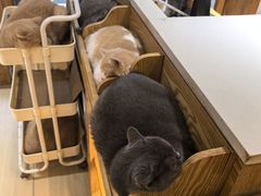-是阿柴呀！柴犬咖啡·爱喵喵猫咖