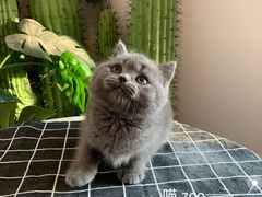 -喵zoo家庭繁育猫舍(尖东智能花园店)