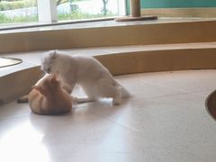 -飞行喵MR PILOT|猫舍·猫咖(静安大融城店)