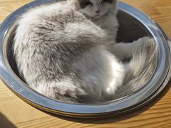 -猫大福·Fortune Cat猫舍(百子湾店)