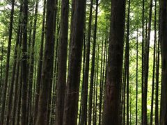 -山王坪喀斯特国家生态公园
