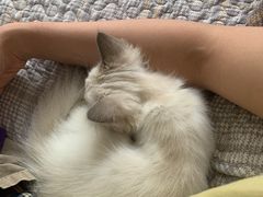 -宠爱国际动物医院· 猫科· 外科·中兽医(长白店)