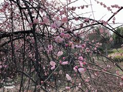 -东湖磨山景区