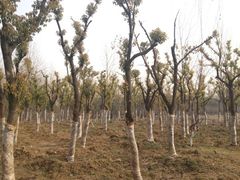 -蜀冈西峰生态公园