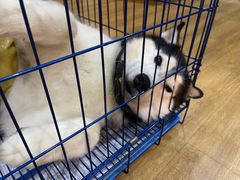 -Husky Go! 哈士奇体验馆·宠物咖啡厅狗咖