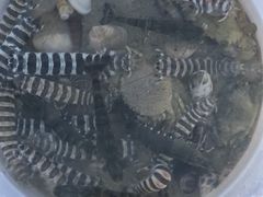 -沙扒湾