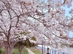 -高东镇樱花园