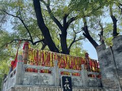 -大槐树寻根祭祖园