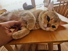-猫的茶·猫咖