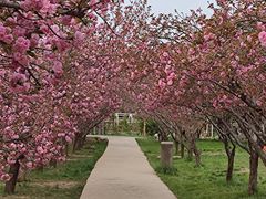 -石家庄市植物园