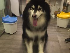 -PETKIT小佩宠物(古北店)