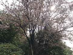 -桃花岛景观公园