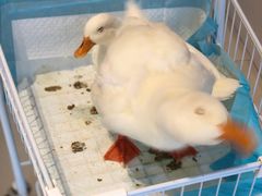 -怪兽屋·羊驼·猫咖·狗咖(俊华广场店)