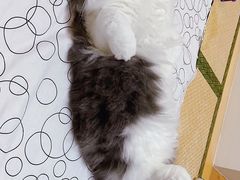 -邢大夫动物医院