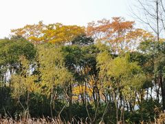-长广溪湿地公园
