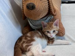 -心仪动物医院·牙专科·肿瘤·心脏科(西客站院)