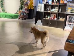 -百好乐宠物友好餐厅(朝外大街店)