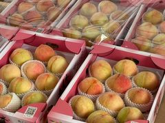 -南汇水蜜桃采摘(大团店)