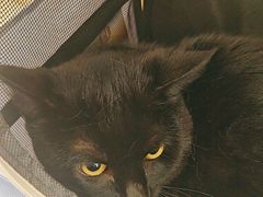 -瑞派康怡24h宠物医院·犬猫医疗中心·微创绝育(瑞景分院)