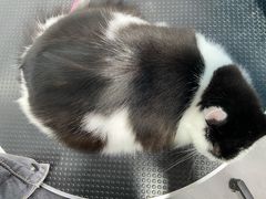 -四月宠物医院·猫专科·心脏专科·内科(转塘店)
