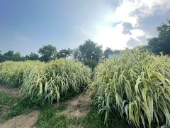-马家湾湿地公园
