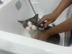 -爱洗澡的猫(天河路店)