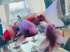 -老虎滩船说·大连海鲜(老虎滩店)