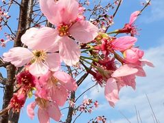 -天适樱花悠乐园
