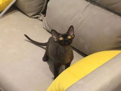 -猫十亿·布偶金渐层·曼基康矮脚猫舍(青年路店)