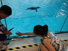 -帝企鹅自助餐厅•儿童岛•真企鹅(长隆企鹅酒店)