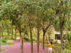 -梧桐山风景名胜区