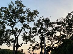 -谢怀亮芝麻茶