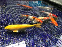 -喜茶(深圳福田星河COCO Park店)