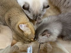 -有喵·猫咖·狗咖·30几只猫10只小狗(岗厦店)