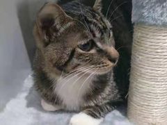 -瑞鹏瑞爱宠物医院·全科·猫科·血液透析中心(龙头寺店)