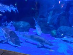 -海合安成都极地海洋公园
