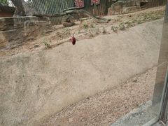 -深圳野生动物园
