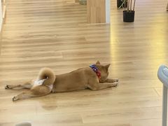 -柴犬小屋·柴餐厅·狗咖食堂(金鼎广场店)