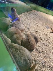 -未来动物城动物主题公园(大悦城店)