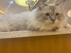 -滚猫咖啡·猫咖·猫友好撸猫(未来城店)