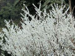 -楠柏弯休闲山庄(梨花溪店)