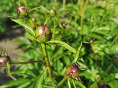 -黑龙江省森林植物园