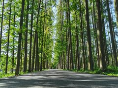 -黄海国家森林公园