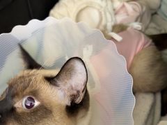 -达爱动物医院·犬猫分区·CT·复杂眼科(远洋山水分院)