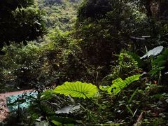 -梧桐山风景名胜区