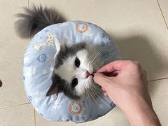-伟伟宠物医院·瑞派猫友好医院·猫科(光谷店)
