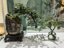 -薇薇安花系SPA