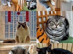 -Catmate·猫肥家润(金润铂宫店)