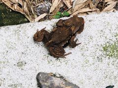 -江西阳明山国家森林公园